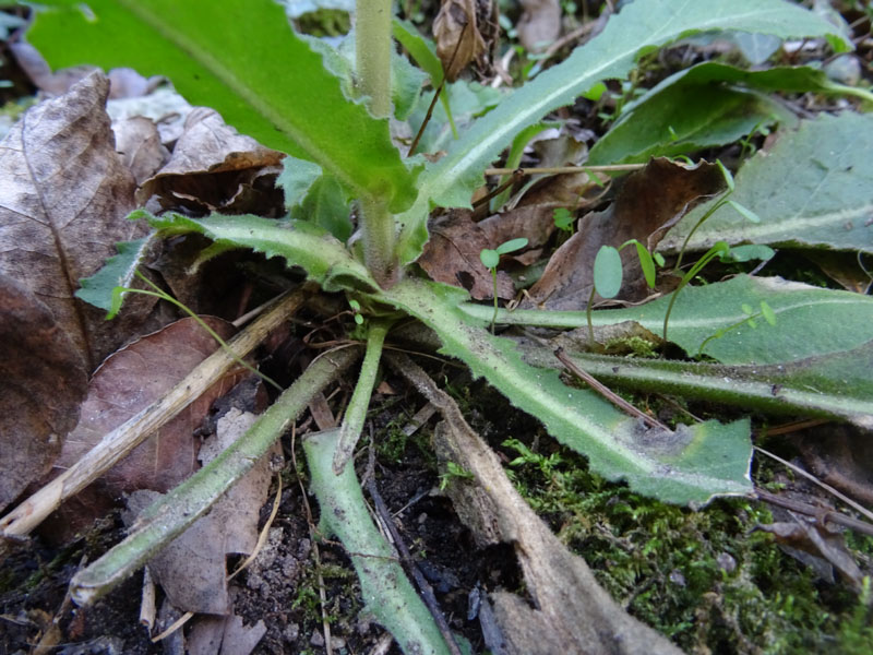 Arabis turrita - Brassicaceae